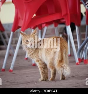 A full-body casual shot of a stray tabby cat resting calmly on a patio pavement. The background features bright red plastic cafe chairs, creating a co Stock Photo