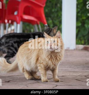 Action shot of a domestic cat walking gracefully through an outdoor environment. The feline is captured in mid-stride on the backyard pavement, showin Stock Photo