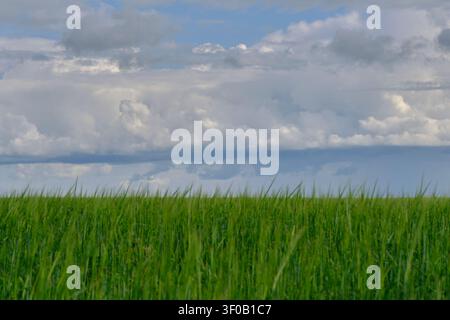 Lush green grass waves beneath dramatic sky filled with thick, low hanging white storm clouds Stock Photo