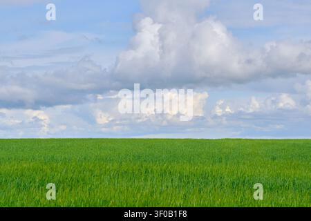 Lush green agricultural field under majestic blue sky filled with massive fluffy white clouds Stock Photo