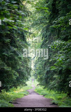 Empty dirt road surrounded by spruce trees and .grass on sides lies through forest in countryside. Stock Photo
