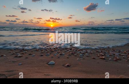 seashells on the sand at golden sunset Stock Photo