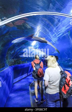 Inside the walkway through the Blue Planet Aquarium, Ellesmere Port, Cheshire, England, UK Stock Photo