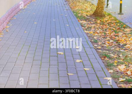Walking in autumn park. Sunny weather in autumn. Orange fall leaves. Yellow leaves in pedestrian zone in park. Paving slab. Stock Photo