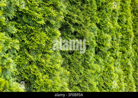 Dense Green Conifer Hedge Foliage Close-Up. Dense green conifer foliage fills the frame, showing layered evergreen branches, fine needle textures, and Stock Photo