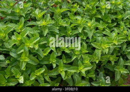 A close-up view of vibrant, textured mint foliage, showcasing its natural growth pattern and fresh appearance in sunlight Stock Photo