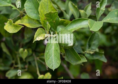Close-up view of a young citrus fruit on a tree branch with vibrant green leaves and a blurred background Stock Photo