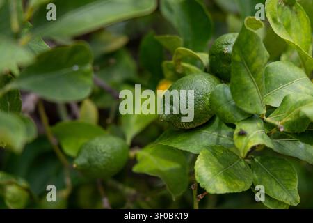 Close-up view of several small, unripe green limes clustered on a branch amidst vibrant green leaves, showcasing natural growth and texture Stock Photo