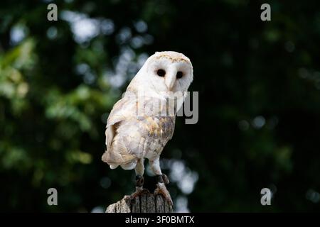 Close up portrait of a wild barn owl (Tyto alba) perched on a wooden post in a sanctuary. Stock Photo