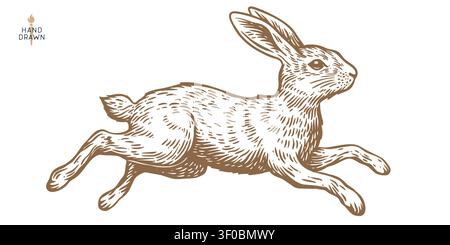 Hare, rabbit sketch. Vintage retro print Stock Vector