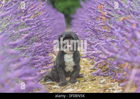 Shih Tzu dog in summer lavender flowers Stock Photo