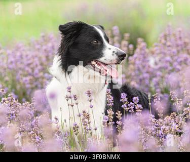 border collie dog sitting in dreamy flowers Stock Photo