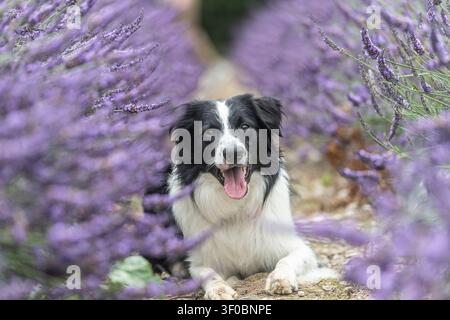 border collie dog lying in lavender bushes Stock Photo
