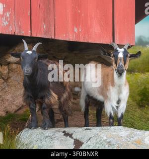 African Pygmy Goats Stock Photo