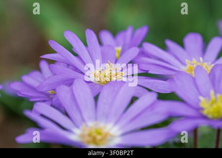 Blooming balkan anemone flowers growing in a natural garden setting during the spring season Stock Photo