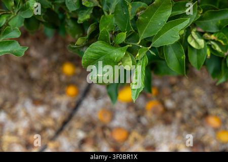 A single unripe green lemon dangles from a vibrant citrus tree branch, surrounded by its glossy leaves and a scattering of fallen fruit on the ground Stock Photo