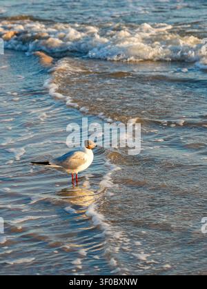 Black headed gull standing in gentle surf on the Baltic Sea shore as rolling waves and warm evening light create a peaceful coastal scene Stock Photo