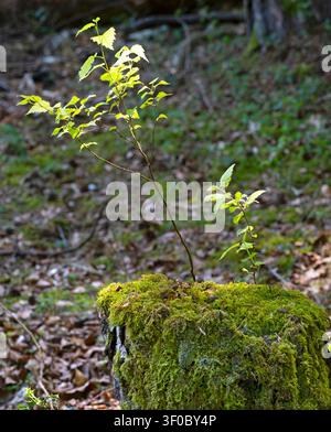 Betula pendula Silver Birches growing on a rotting Silver Birch tree stump July Summer Stock Photo