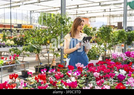 Woman gardener in apron and gloves uses a tablet to check inventory and monitor plant health in a bright commercial greenhouse full of flowering pots Stock Photo
