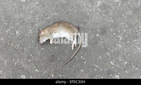 Dead rat lying on concrete pavement outdoor Stock Photo