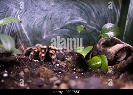 Mexican redknee tarantula brachypelma hamorii spider sitting on ground in tropical terrarium. Stock Photo