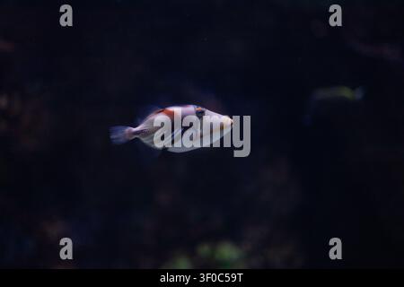 Picasso triggerfish swimming underwater in dark deep water lagoon coral reef aquarium background. Stock Photo