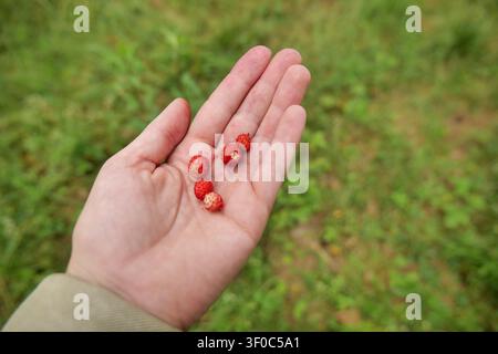 Freshly Picked Wild Berries in Hand Stock Photo