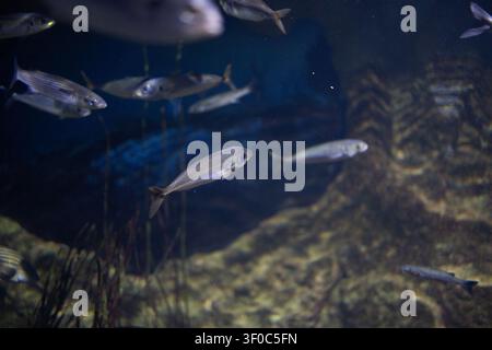 Bogue boops boops fish school swimming underwater in dark blue marine aquarium background tank. Stock Photo