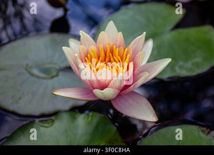 Beautiful pink water lily (Nymphaea) blooming on a tranquil pond surrounded by green lily pads. Close-up of an aquatic flower with yellow stamens, sym Stock Photo