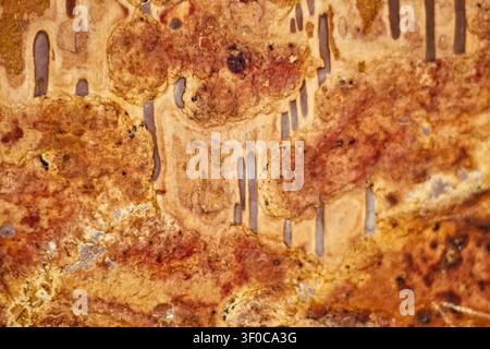 Close up birch bark texture Stock Photo