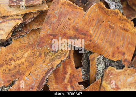Close up pieces of birch bark Stock Photo