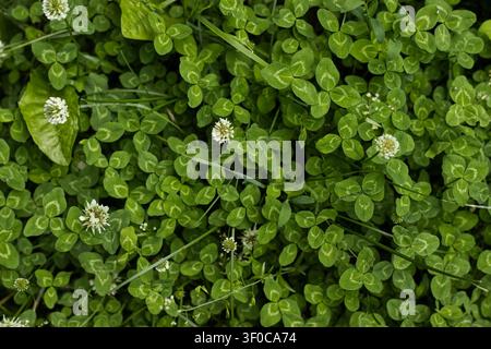Green clover with white flowers top view Stock Photo