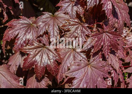 Close-up of vibrant red maple leaves forming a natural foliage background. Rich burgundy and crimson tones highlight the beauty of autumn nature, imag Stock Photo