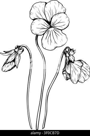 Hand drawn pansy flowers bouquet vector illustration. Botanical sketch of three viola blossoms isolated on white background. Engraving style romantic Stock Vector
