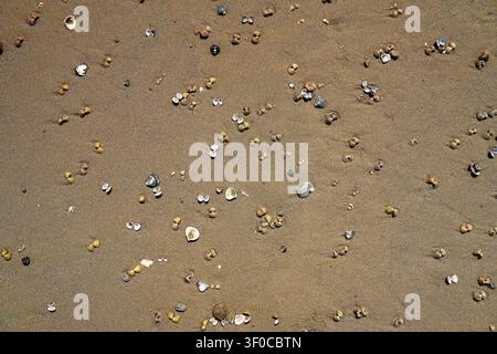 Asian clam shells Corbicula fluminea on a sandy river beach, grooved basket clam shell texture on the sand of Rhine river bank Stock Photo