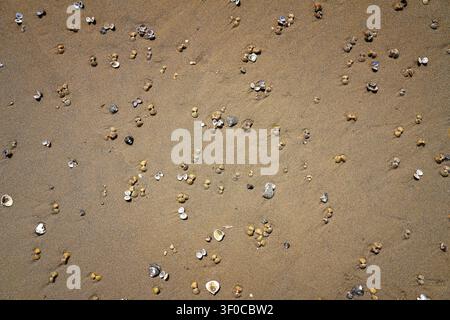 Asian clam shells Corbicula fluminea on a sandy river beach, grooved basket clam shell texture on the sand of Rhine river bank Stock Photo