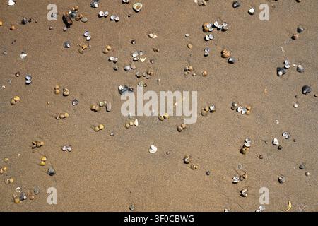 Asian clam shells Corbicula fluminea on a sandy river beach, grooved basket clam shell texture on the sand of Rhine river bank Stock Photo
