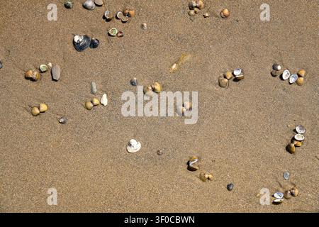Asian clam shells Corbicula fluminea on a sandy river beach, grooved basket clam shell texture on the sand of Rhine river bank Stock Photo