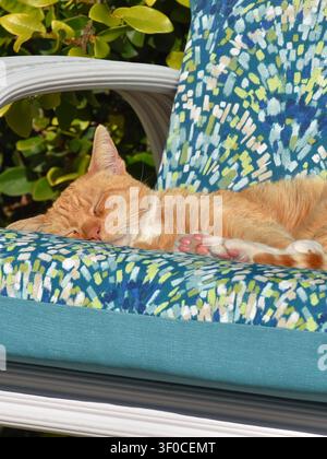 Orange tabby cat sleeping on colorful outdoor cushion, showing a relaxed domestic pet resting in soft natural light. Stock Photo