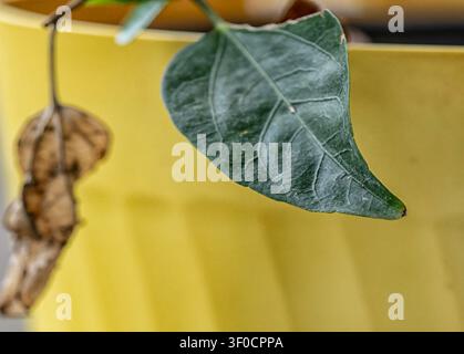 Close up of dark green textured leaves with visable veins Stock Photo