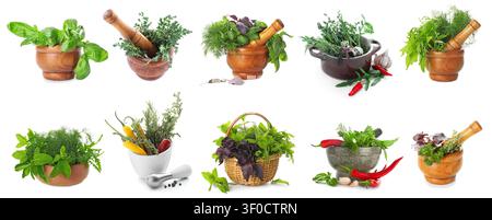 Various fresh herbs in mortars and baskets isolated on white Stock Photo