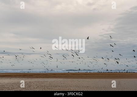 Birds soar above a quiet beach under cloudy skies. Waves gently roll onto the shore. Sand stretches wide, untouched by footprints. Distant seagulls gl Stock Photo
