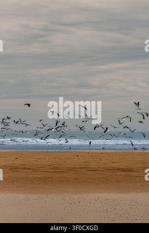 Seagulls soar above ocean waves breaking on sandy shores. Clouds loom low, casting a soft, muted light. Birds glide in loose formations, some descendi Stock Photo