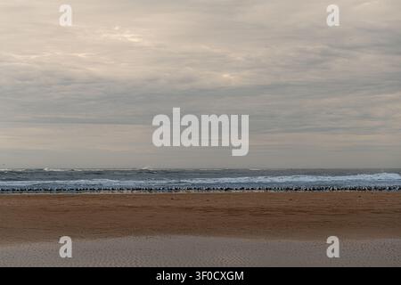 Overcast sky looms over vast, empty beach. Waves roll steadily, meeting wet sand. No people, no signs of life. Quiet, lonely, timeless moment. Perfect Stock Photo