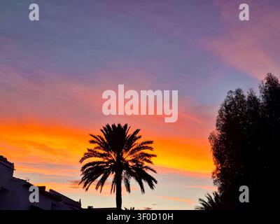 A stunning sunset casts bright hues of orange and pink across the sky, while a tall palm tree stands silhouetted against the colorful backdrop in Alic Stock Photo