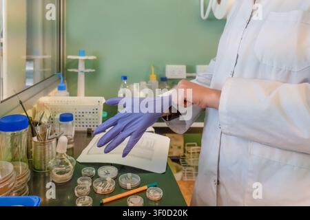 Close-up of a scientist in a white lab coat pulling on blue nitrile gloves at a bench with petri dishes, bottles and lab tools in the background. Stock Photo