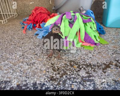 Young feral pigeon squab standing on a terrazzo floor, close-up of a street pigeon chick next to a colorful cleaning mop. Stock Photo