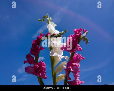 Vibrant pink and white gladiolus flowers blooming against a bright blue sky, beautiful low angle view of Gladiolus spikes in summer. Stock Photo