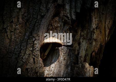 A small light brown mushroom growing from a dark hollow in the textured trunk of an old horse chestnut tree. Moody natural light Stock Photo