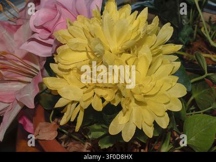 Blooming artificial yellow Chrysanthemum Stock Photo